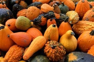 Squash makes the world go round being rich in beta carotene and other nutrients