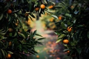 Grove of Oranges rich in beta carotene and flavonoids